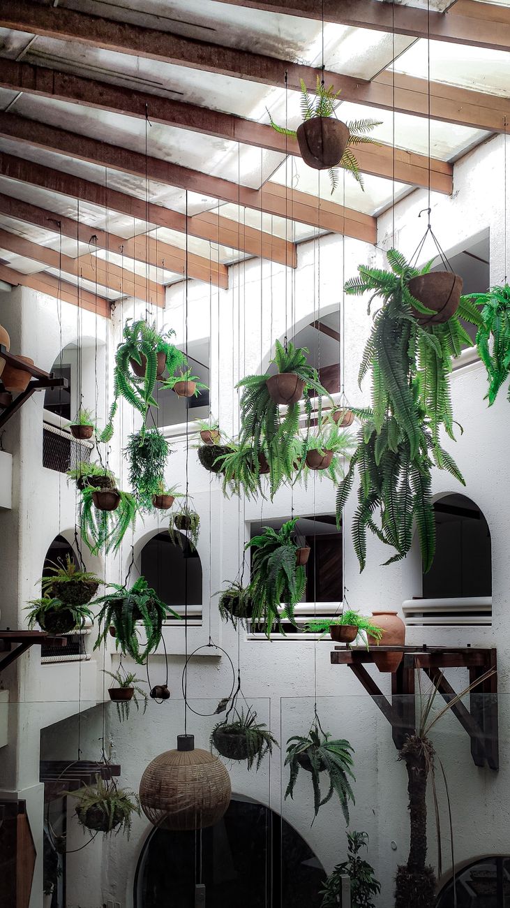 Charming indoor atrium featuring lush hanging plants and stylish architecture.