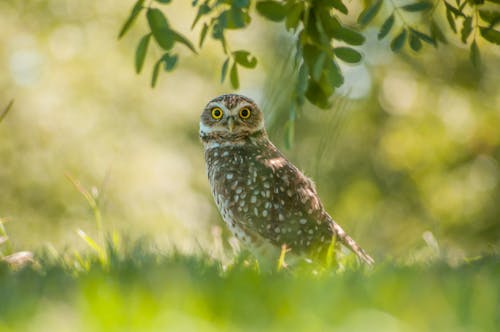 Brown Owl Standing on Grass