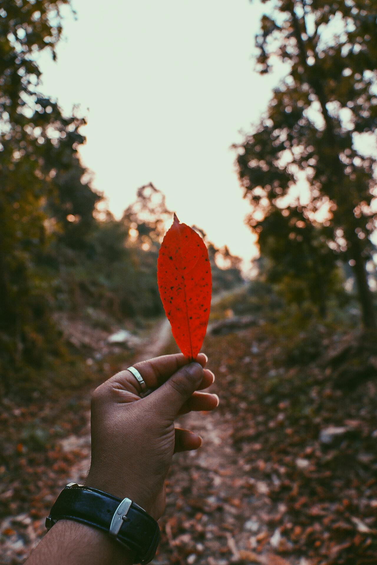 Free stock photo of #nature #leaf #mountains #canon #photography