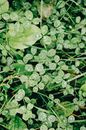 Raindrops Forming on Clovers