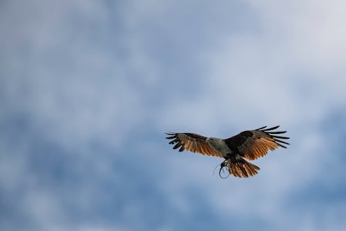 brahminy 연, 구름 낀 하늘, 맹금류의 무료 스톡 사진