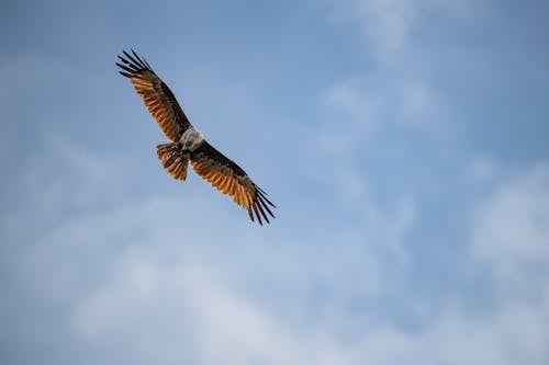 曇り空, 猛禽, 飛んでいる鳥の無料の写真素材