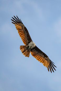 eagle photo