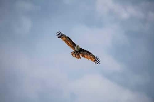 brahminy 연, 구름 낀 하늘, 독수리의 무료 스톡 사진