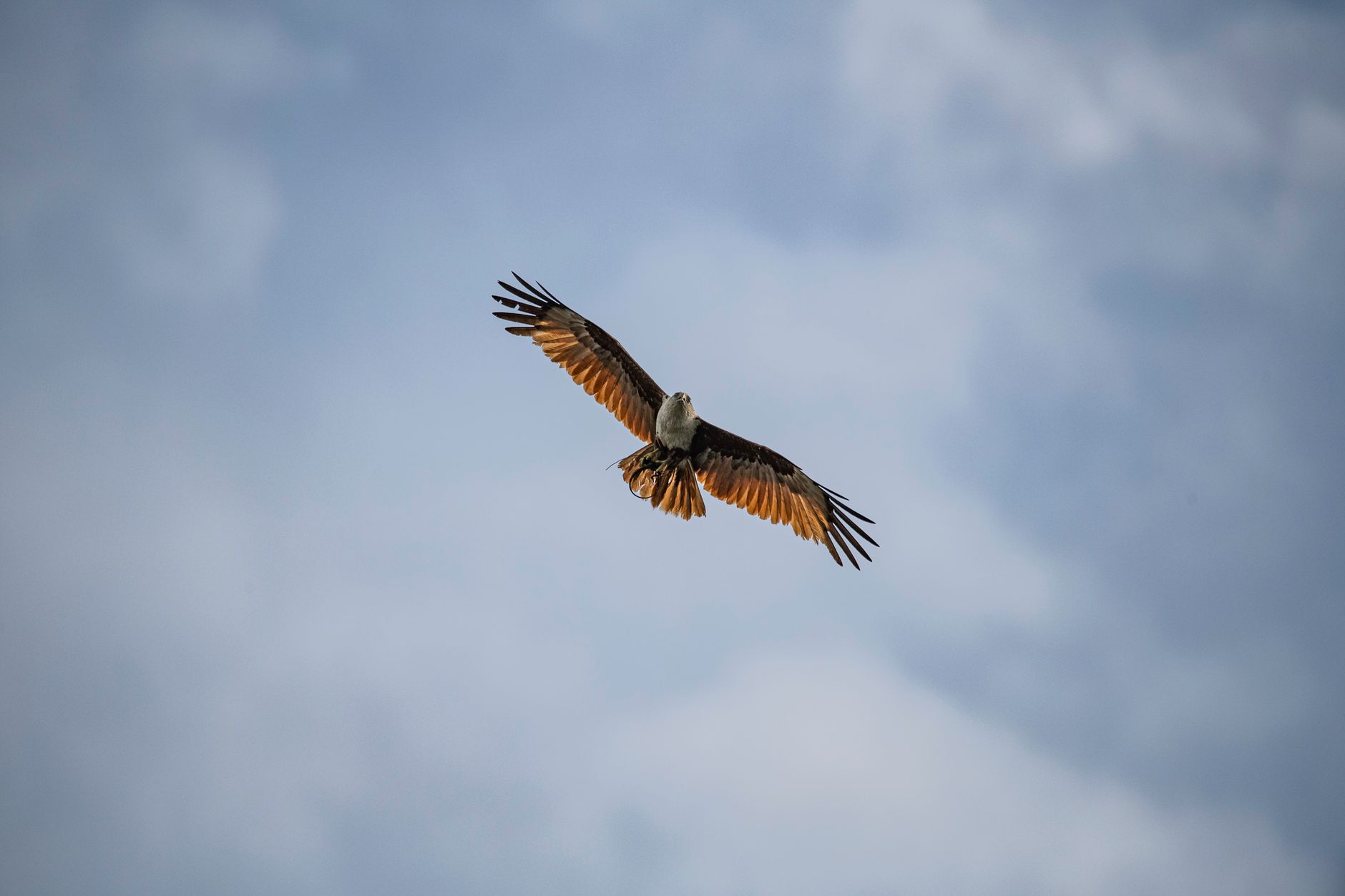 A stunning image of a brahminy kite soaring gracefully against a cloudy backdrop.