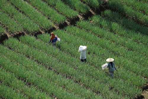 High-Angle Shot of Three People Walking on Agricultural Field