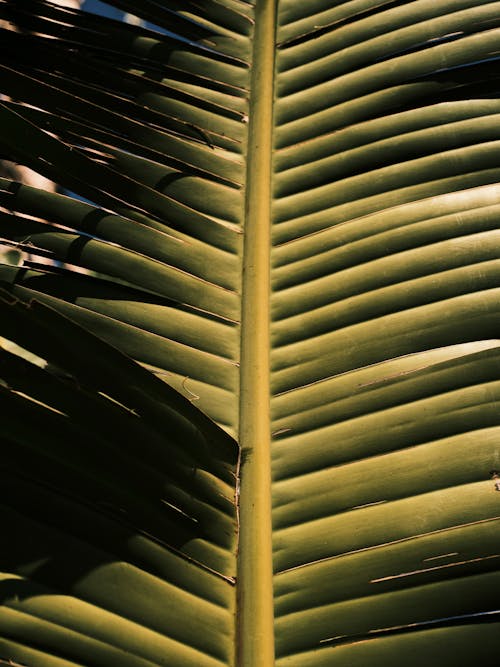 Green Palm Leaves in Close Up Photography