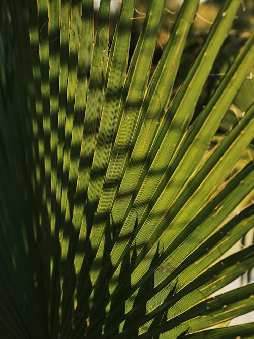 Free green palm leaves close up Stock Photo