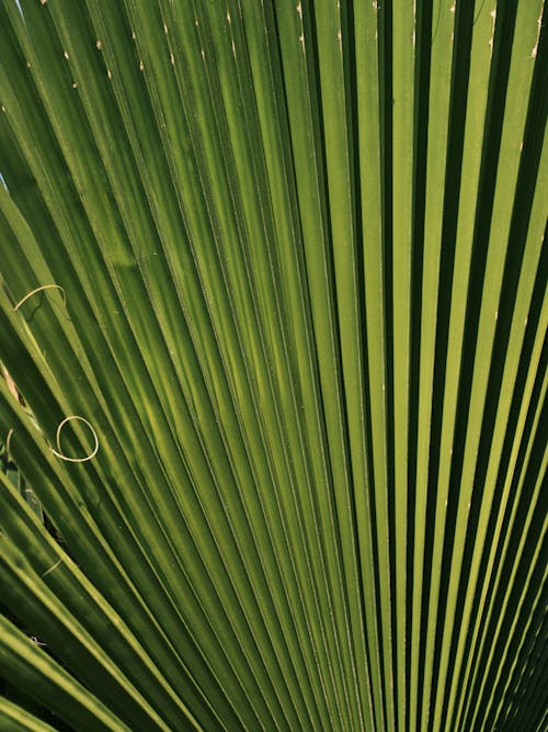 Palm Leaf in Close Up Photography