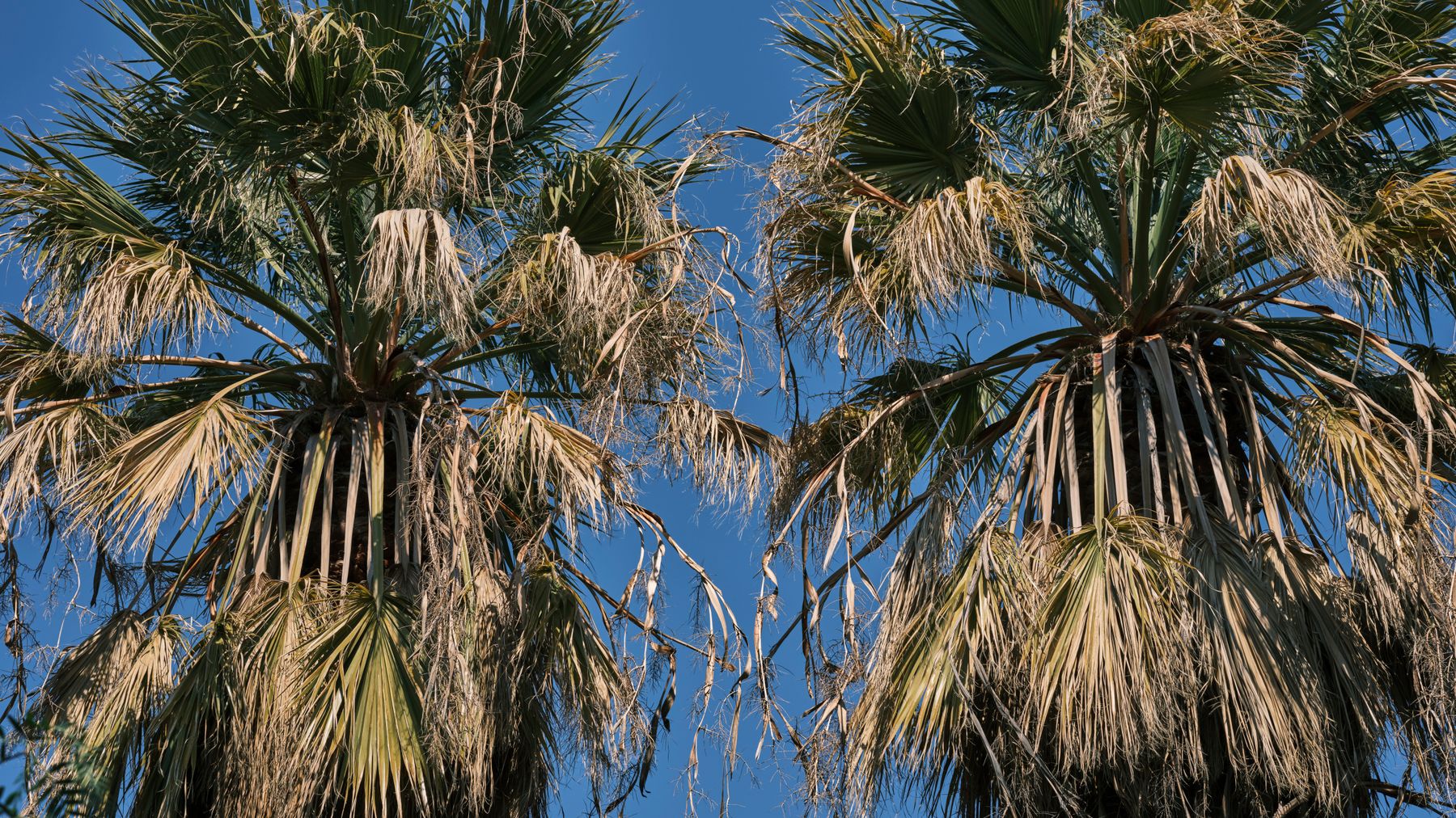 Vibrant tropical palm trees with dried leaves set against a clear blue sky.