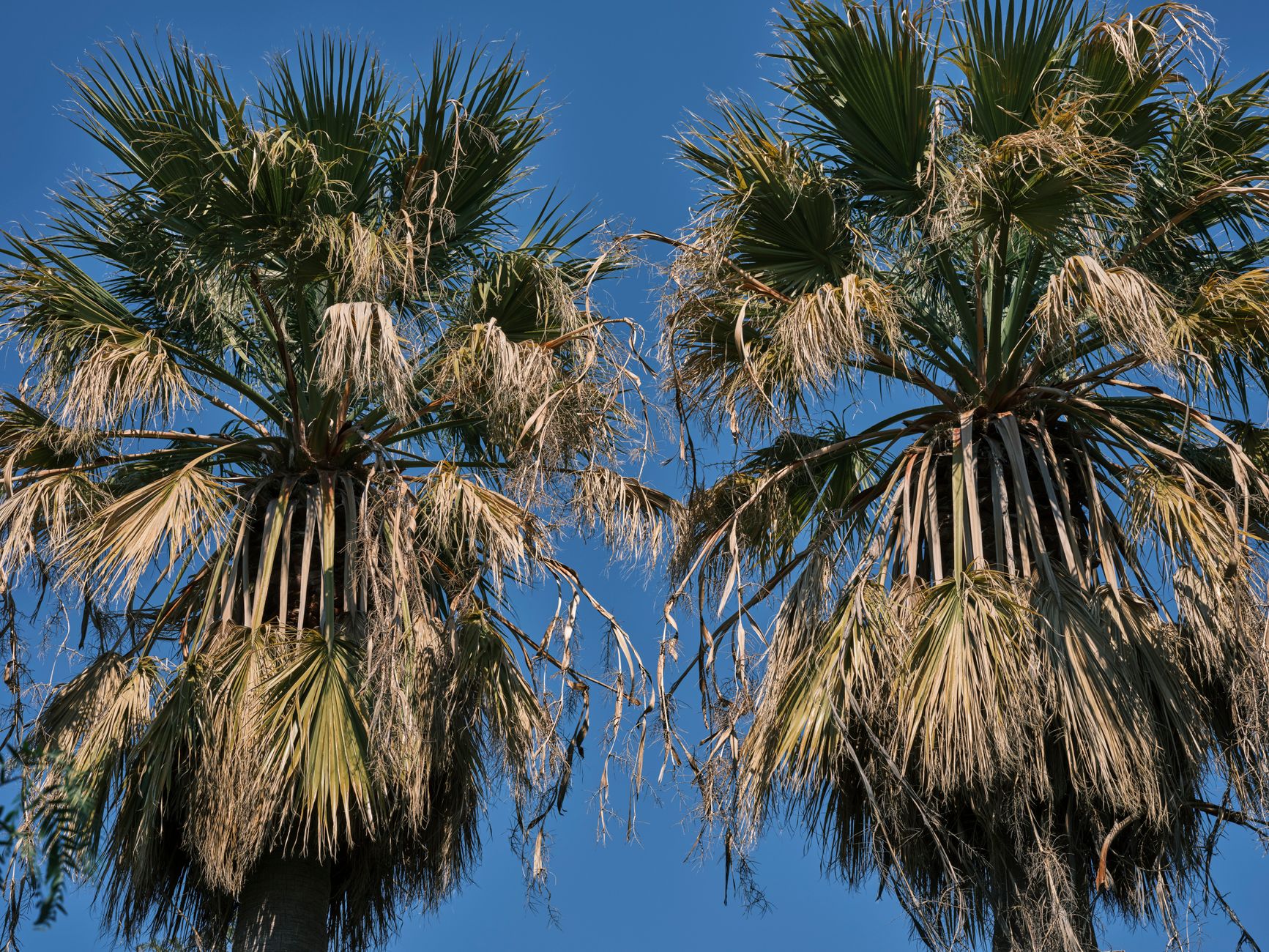 Vibrant tropical palm trees with dried leaves set against a clear blue sky.