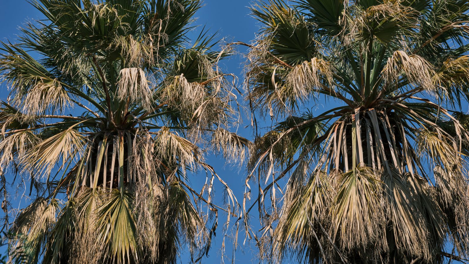Dry palm trees under blue sky, Niger