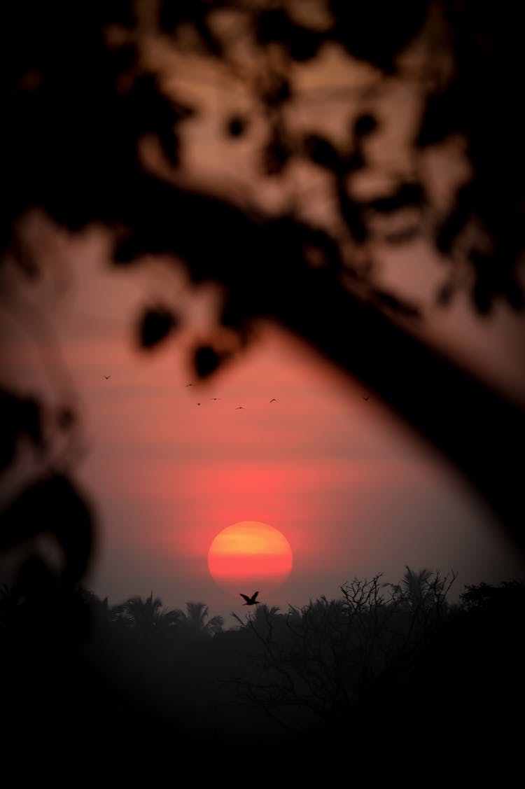 Silhouette Of Flying Bird With Red Rising Sun In Background