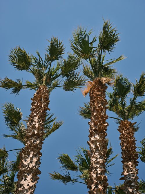 Free Low angle view of palm trees against a clear blue sky, capturing tropical nature vibes. Stock Photo