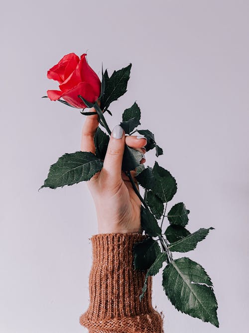 Female Hand Holding Red Rose