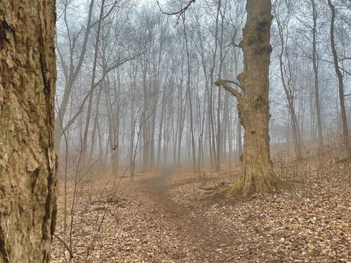 Free A foggy morning in Beaverbrook Woods Stock Photo