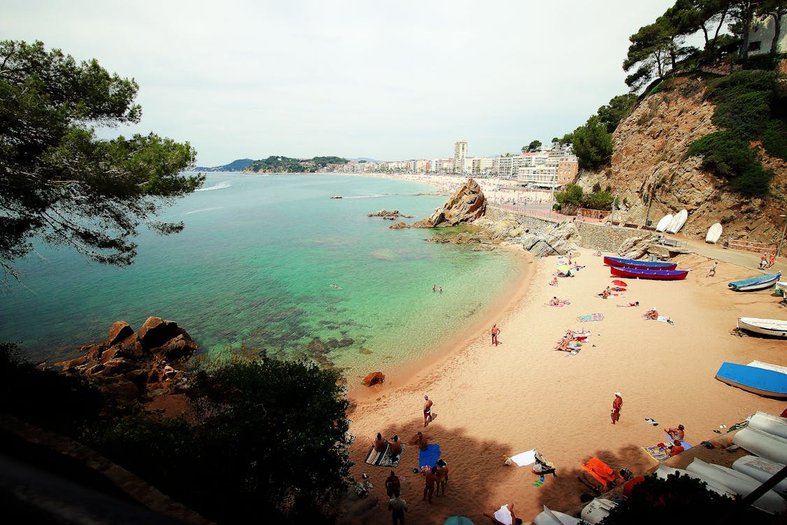 Aerial View of Beach Surrounded by Trees