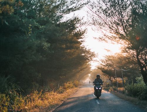 Free A motorcyclist rides on a scenic road through a sunlit forest at dawn, surrounded by nature. Stock Photo