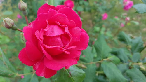 Free stock photo of beautiful flowers, pink rose