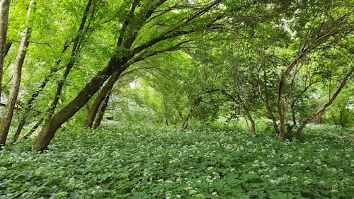 Fotos de stock gratuitas de bosque, madre naturaleza, natural