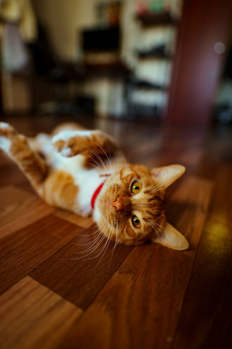 Red Cat Laying On Back On Floor At Home