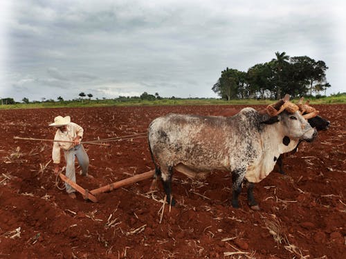 Základová fotografie zdarma na téma farma, farmář, hospodářská zvířata