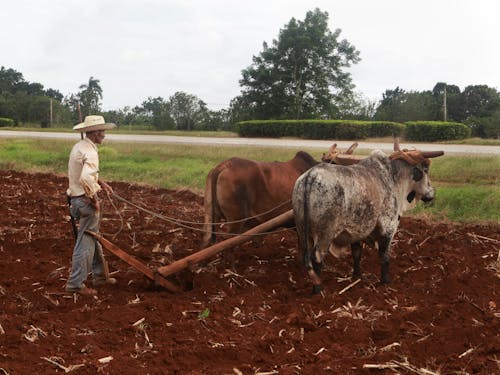 Photos gratuites de agriculteur, agriculture, animal de travail