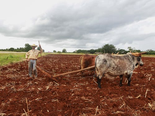 Man Standing on Farmland