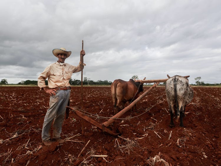 Farmer And Pair Of Oxen Plowing Land