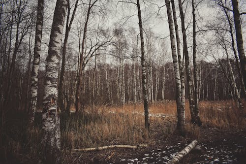 Gratis stockfoto met achtergrond, berk, bomen