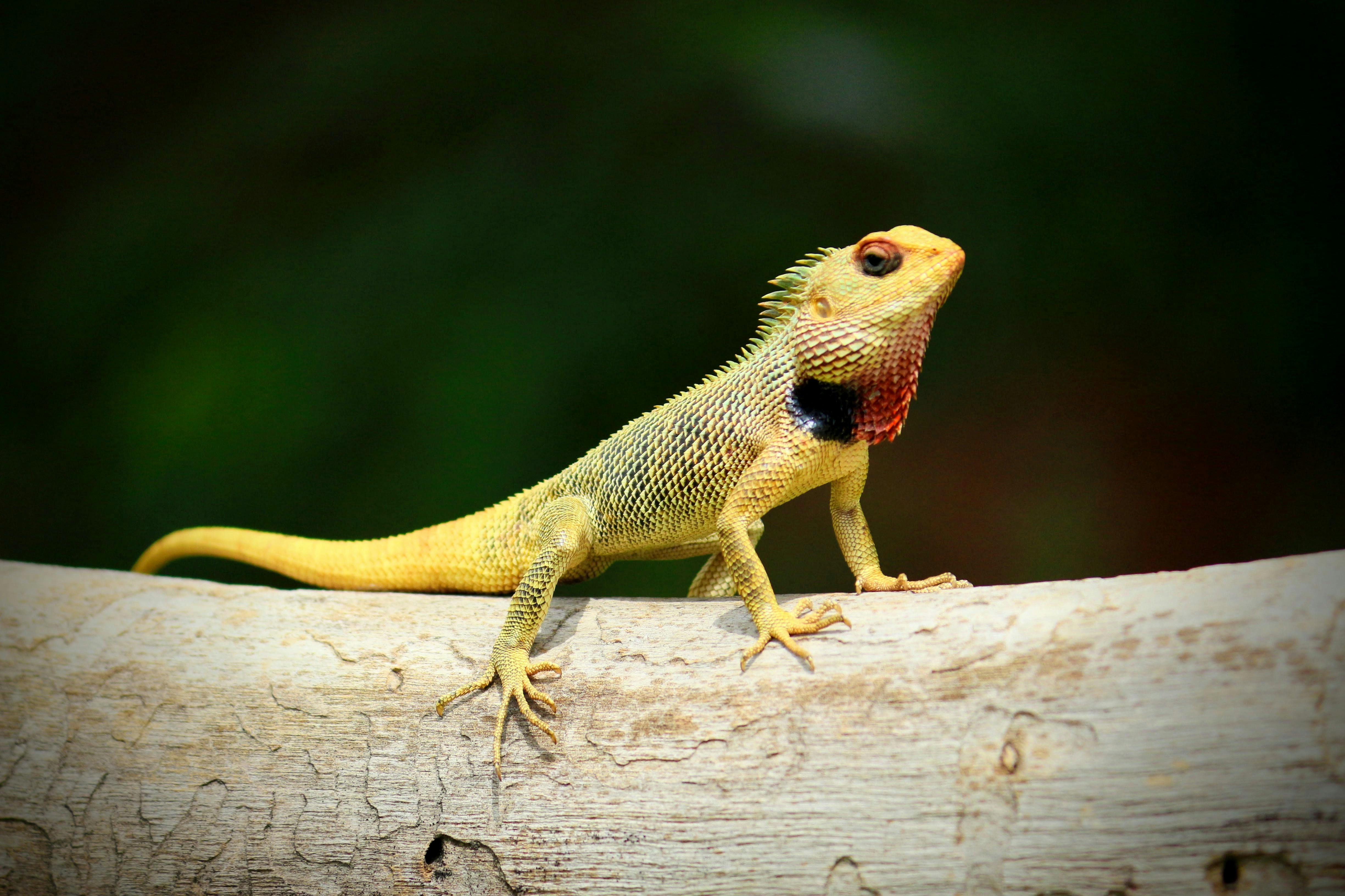 Free stock photo of lizard, places of interest, popular