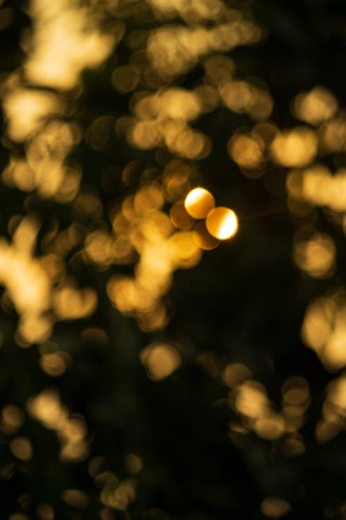 bokeh, dikey atış, flu içeren Ücretsiz stok fotoğraf