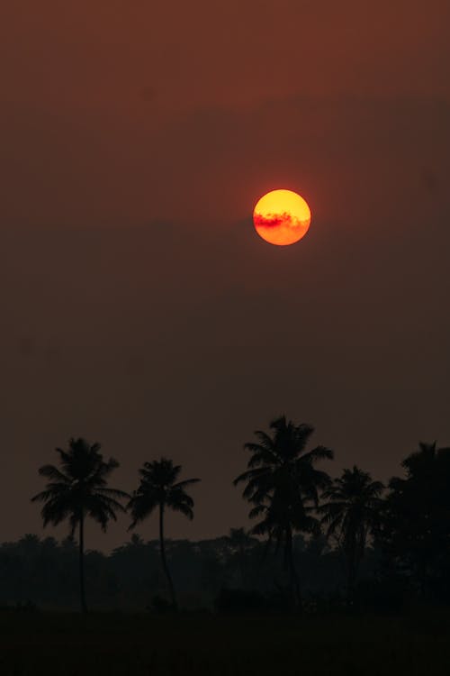 Silhouette of Trees During the Golden Hour 