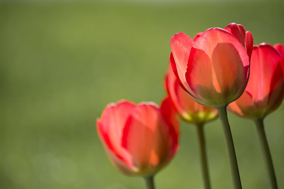 Red Petaled Flower during Daytime