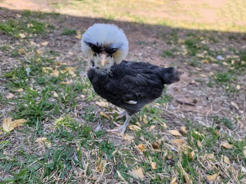 One baby springtime chick with white head feathers outside
