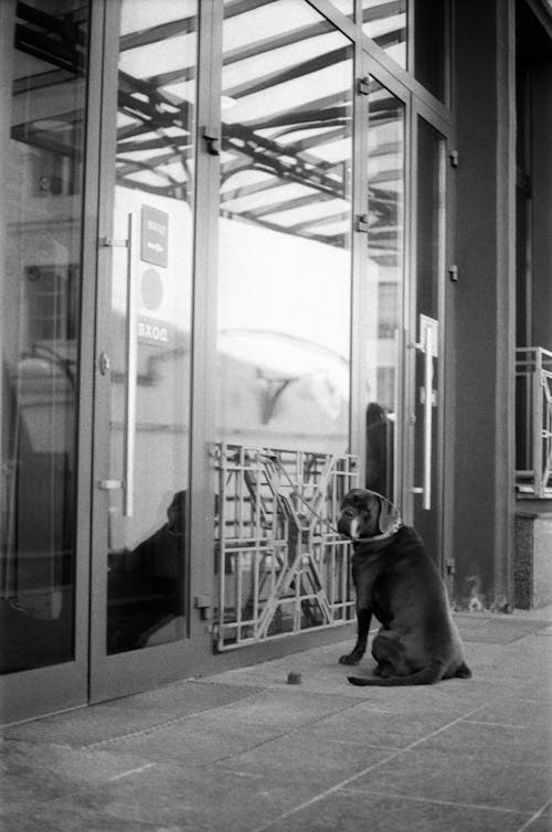 A Grayscale of a Dog on a Leash