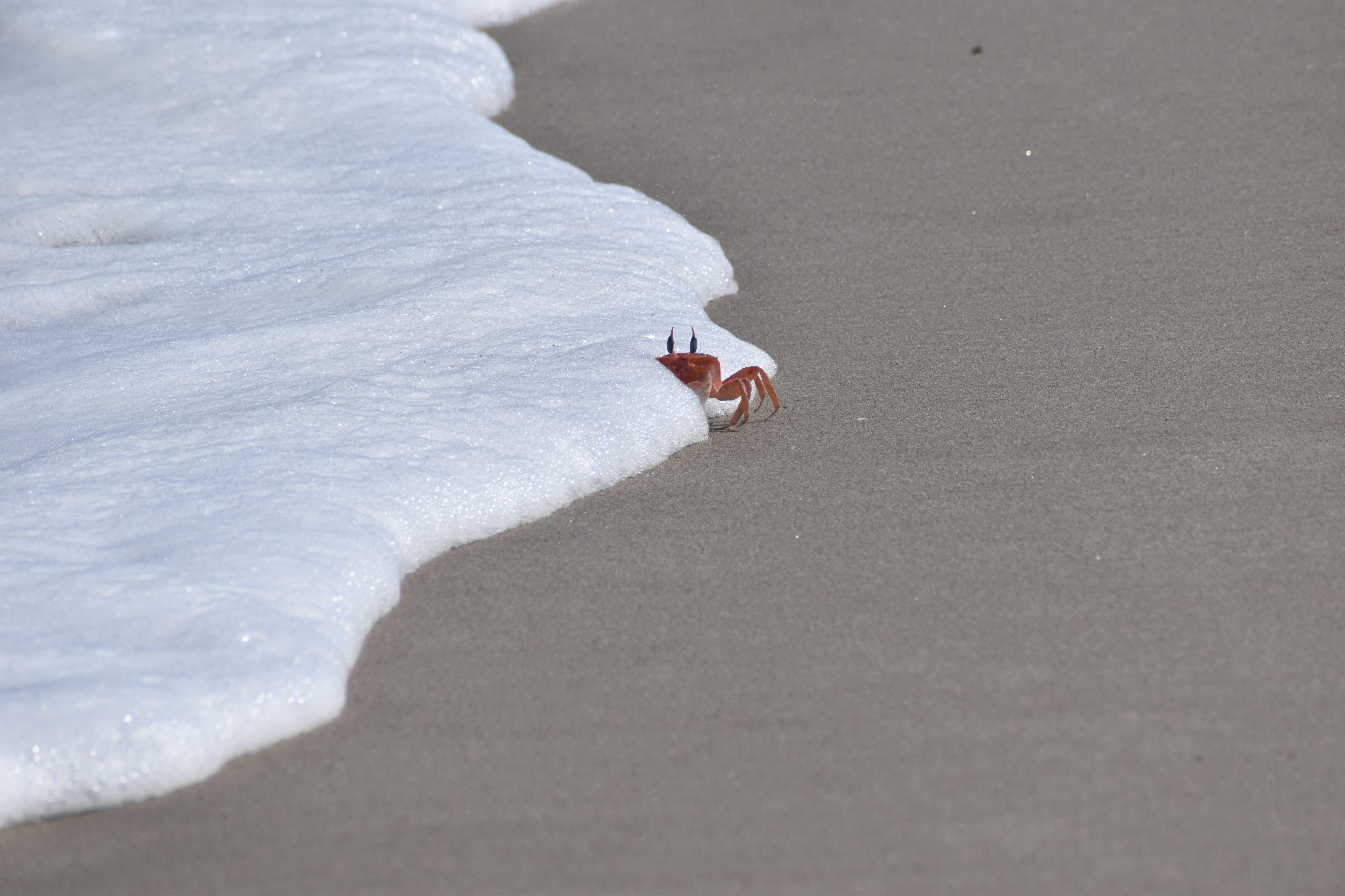 A vibrant crab emerges from foamy ocean wave on a serene sandy shore, capturing a moment of nature's beauty.