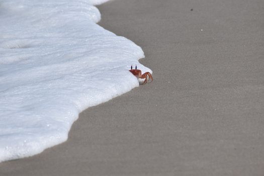 A vibrant crab emerges from foamy ocean wave on a serene sandy shore, capturing a moment of nature's beauty.