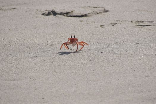 Vivid image of a crab on a sandy beach, showcasing its natural habitat.