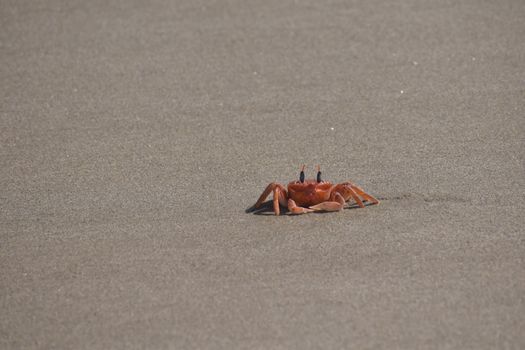 A vibrant orange crab walking across a sandy beach, showcasing wildlife in a natural habitat.