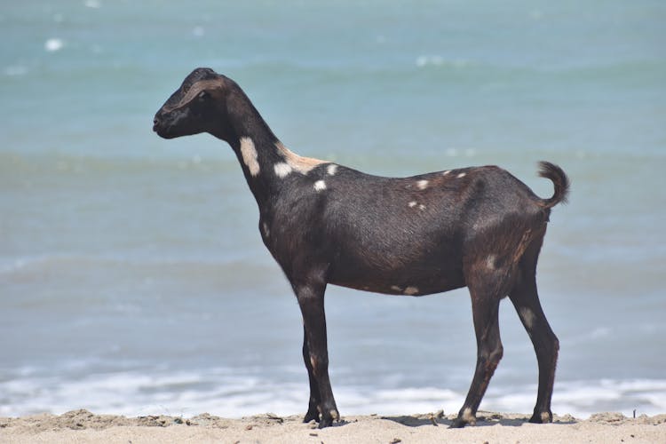 Black Goat Standing On Seashore