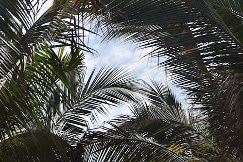 Free Green Palm Leaves Under White Clouds Stock Photo
