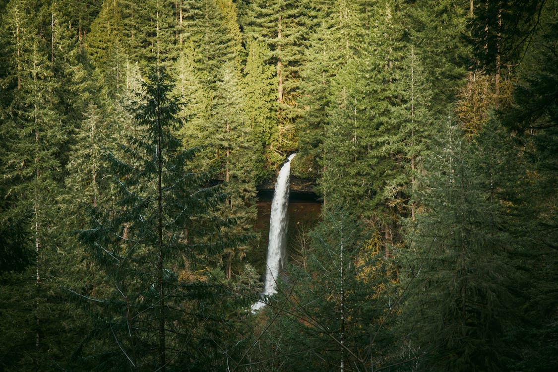 A Waterfall in the Forest 