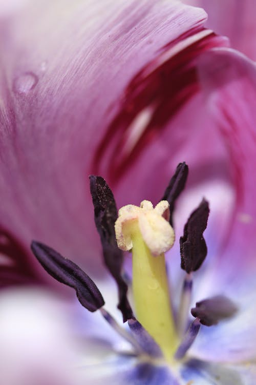 Free Purple and White Flower in Macro Photography Stock Photo