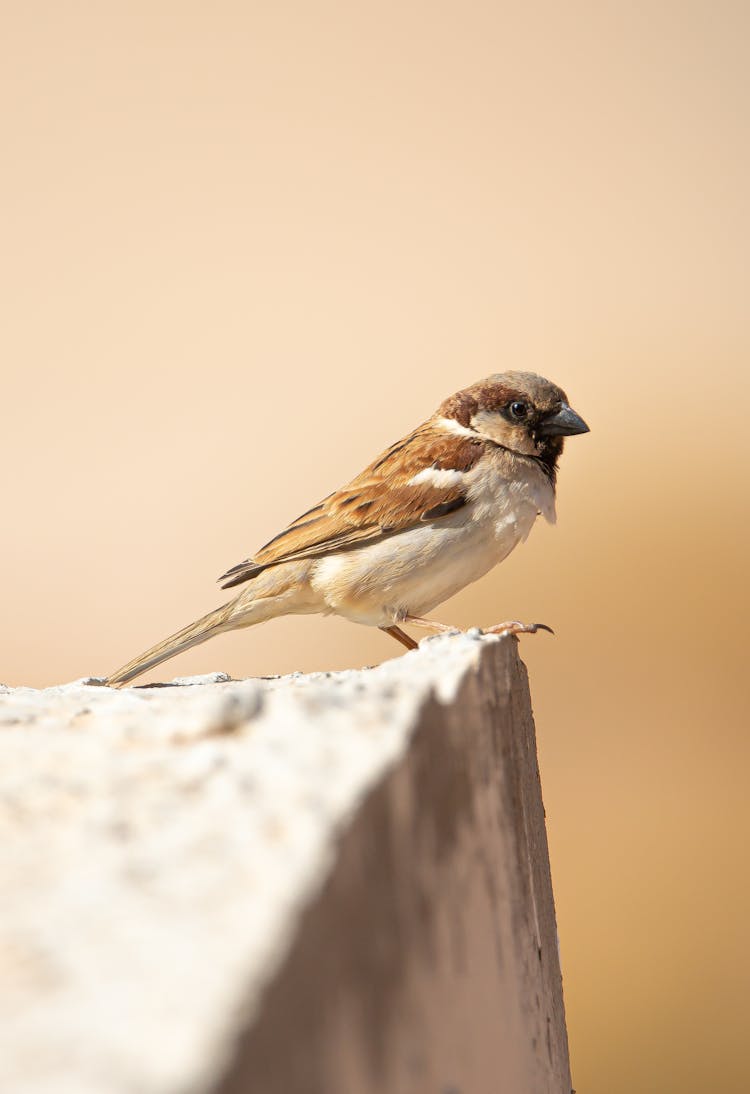 Brown Sparrow Perched On Rock