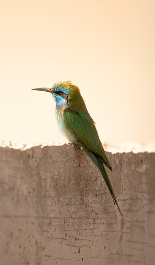 Blue-cheeked Bee-eater Bird
