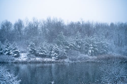 Foto profissional grátis de árvores cobertas de neve, árvores nuas, com frio