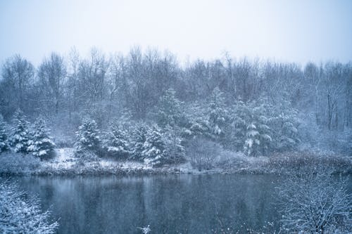 Gratis stockfoto met Bos, canada, gebied met water