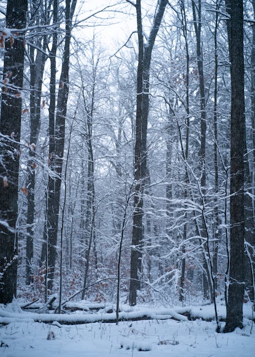 A Forest Covered in Snow 