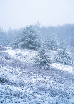 A serene snow-covered landscape with trees in Vaughan, Ontario.